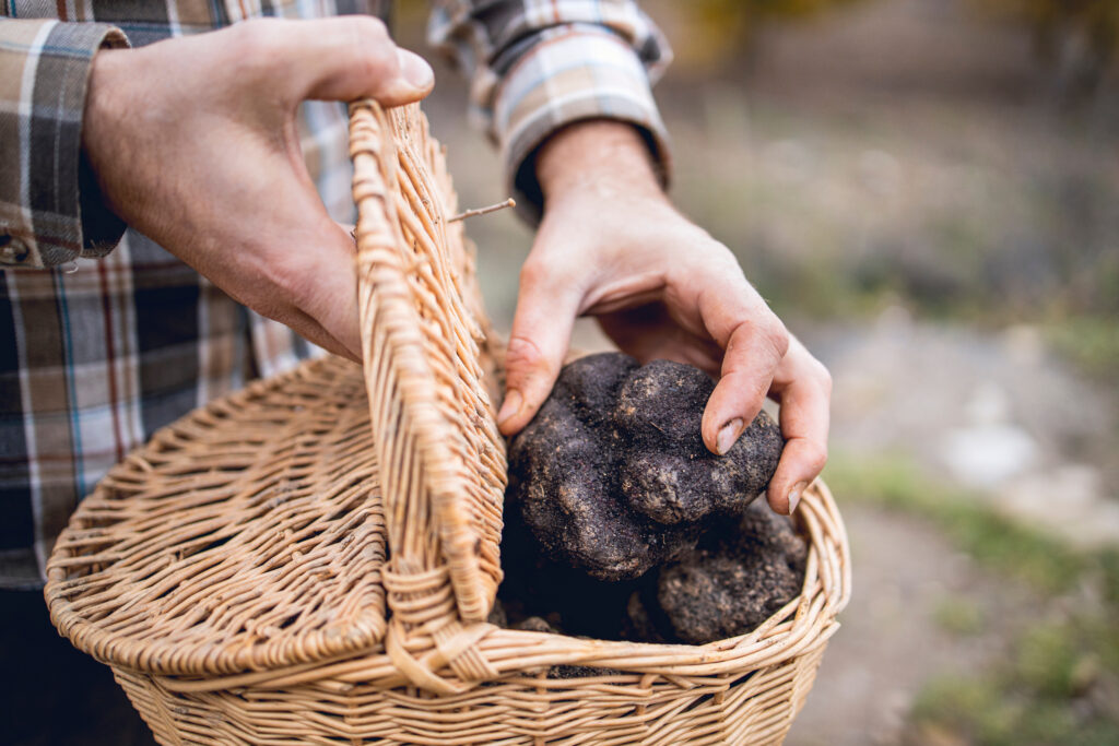 Una perosna mostra alcuni tartufi neri appena raccolti, in un cestino di vimini - A person shows some black truffles recently recollected.