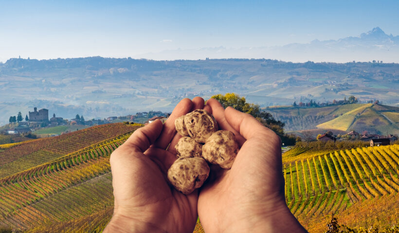 Due mani che tengono tartufi bianchi di Alba sullo sfondo di un paesaggio collinare - Hands holdin white truffle from Alba in the vineyards
