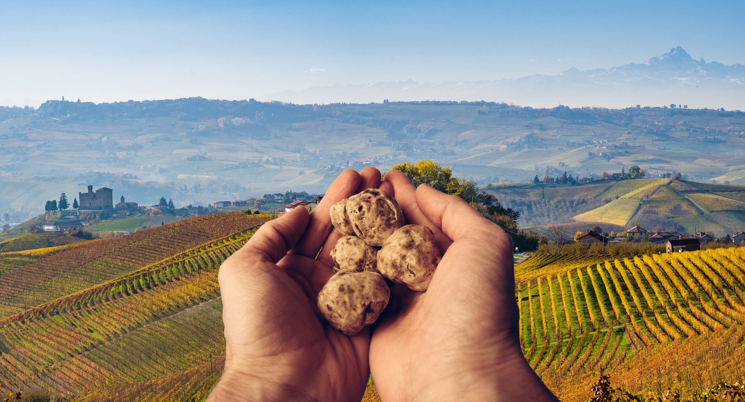 Due mani che tengono tartufi bianchi di Alba sullo sfondo di un paesaggio collinare - Hands holdin white truffle from Alba in the vineyards